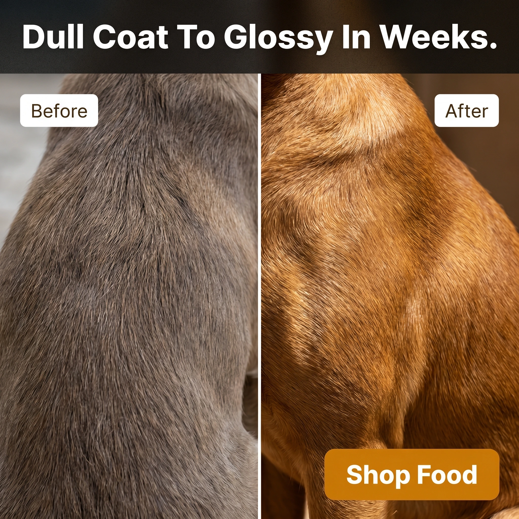 Before-and-after pet store ad example: split frame of a dull coat and a glossy coat with headline 'Dull Coat To Glossy In Weeks.'